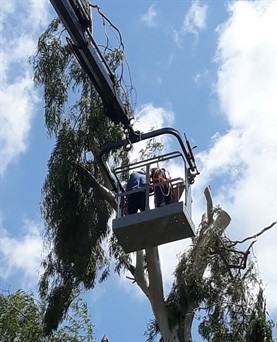 מנוף סל לחיתוך עצים אלעזזר